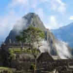 Peru_Tree at Machu Picchu