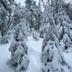 Snowy Woods Along Crawford Path