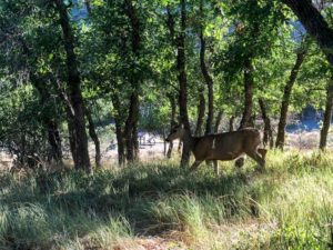 Mesa Verde_Deer in Morefield Campground
