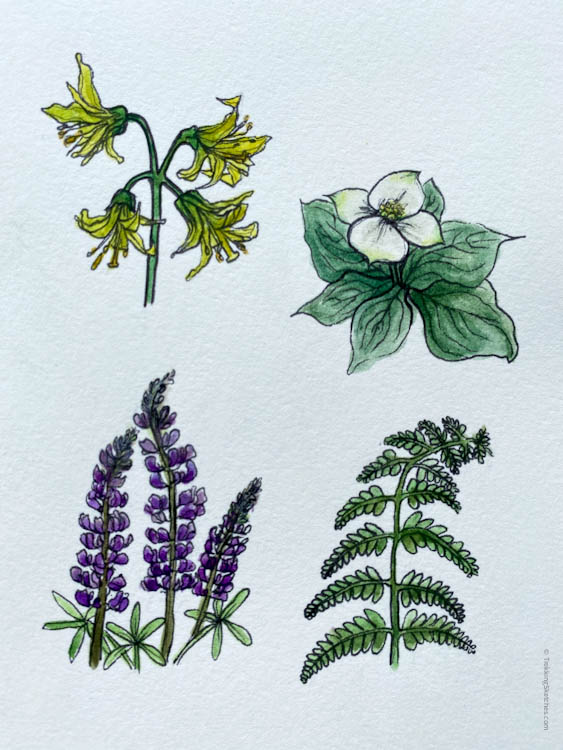 Lupines, ferns, Canadian bunchberry, bluebead lily