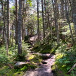Undulating trail to Galehead Hut