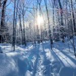 Sun shining through the frozen trees