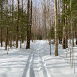 Snowmobile tracks on Gould Trail
