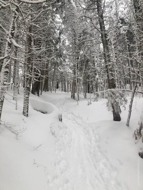 Webster-Jackson Trail in winter