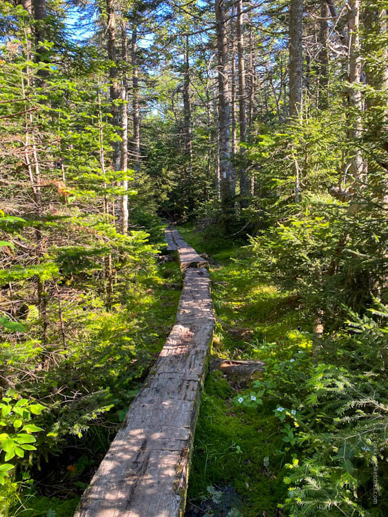 Bog bridge in Vermont Long Trail