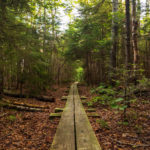 Bog bridges along Griffith Lake