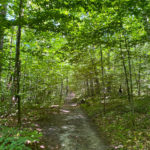 Wide easy trail