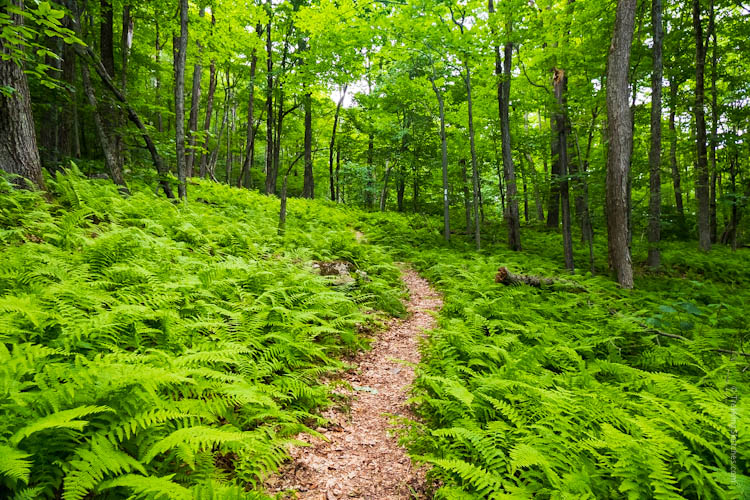 Fern forest long trail vermont