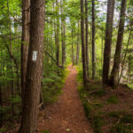 Trail through conifers