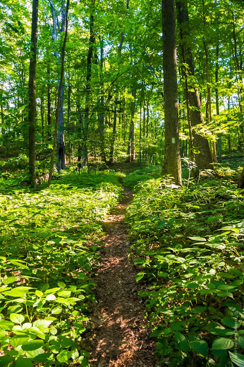 Green forest on the Long Trail
