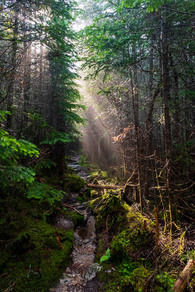 Light streaming in this enchanted forest