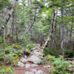 rocky trail below treeline
