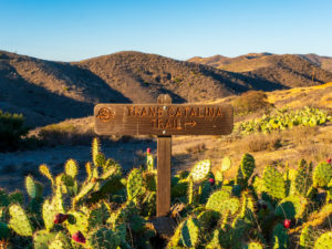 Trans Catalina Trail sign with cactus