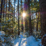 Morning sun through the trees