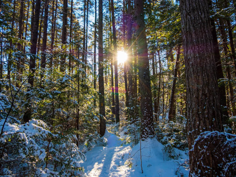 Morning sun through the trees